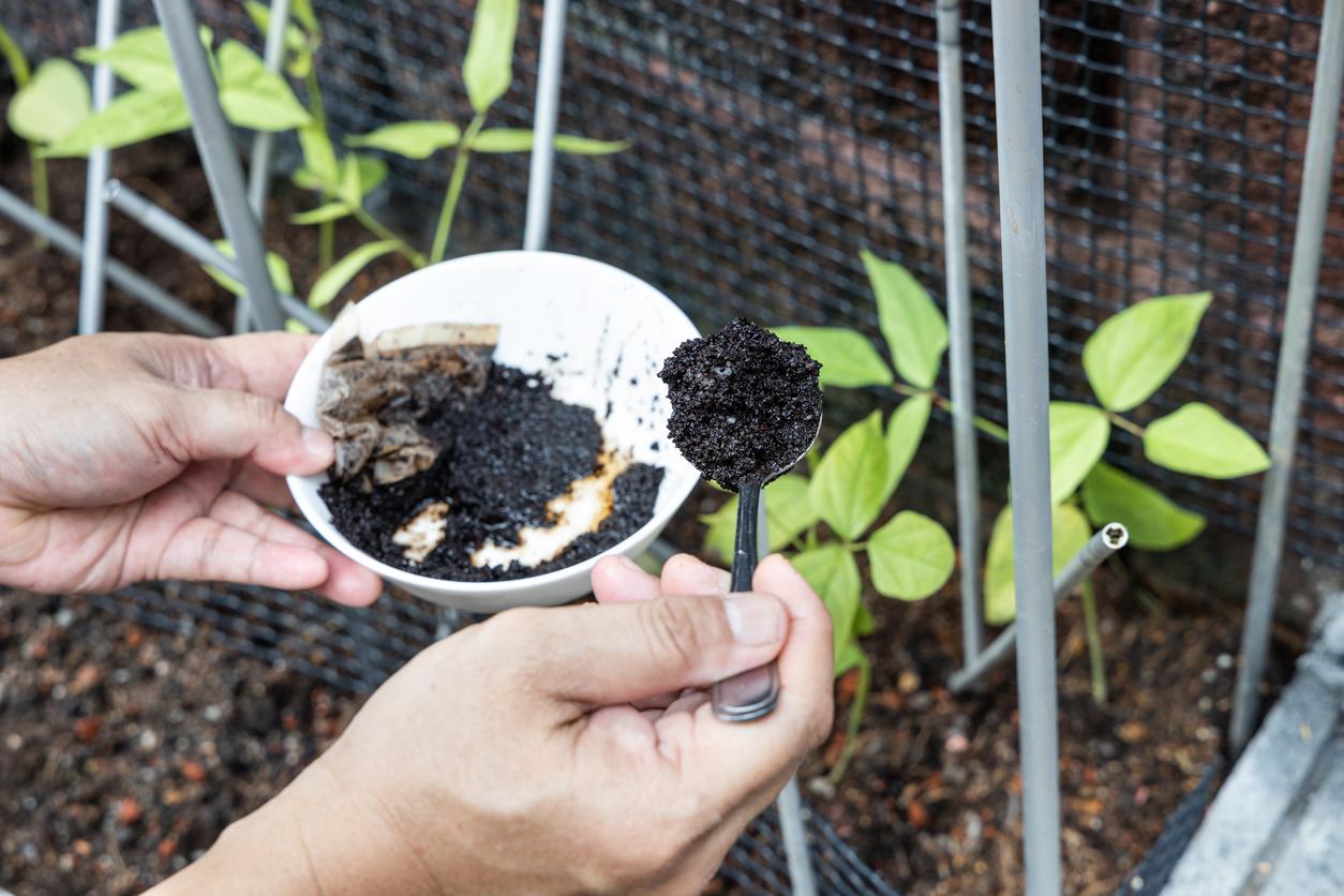 Coffee Grounds For Nitrogen