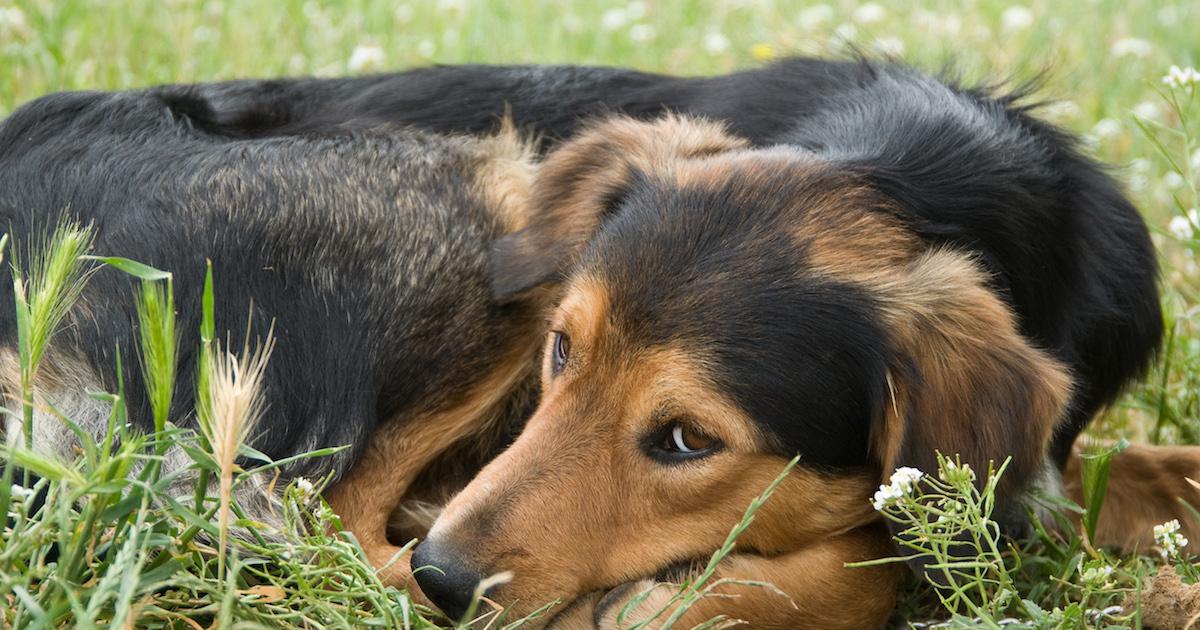 do dogs eat grass because of worms