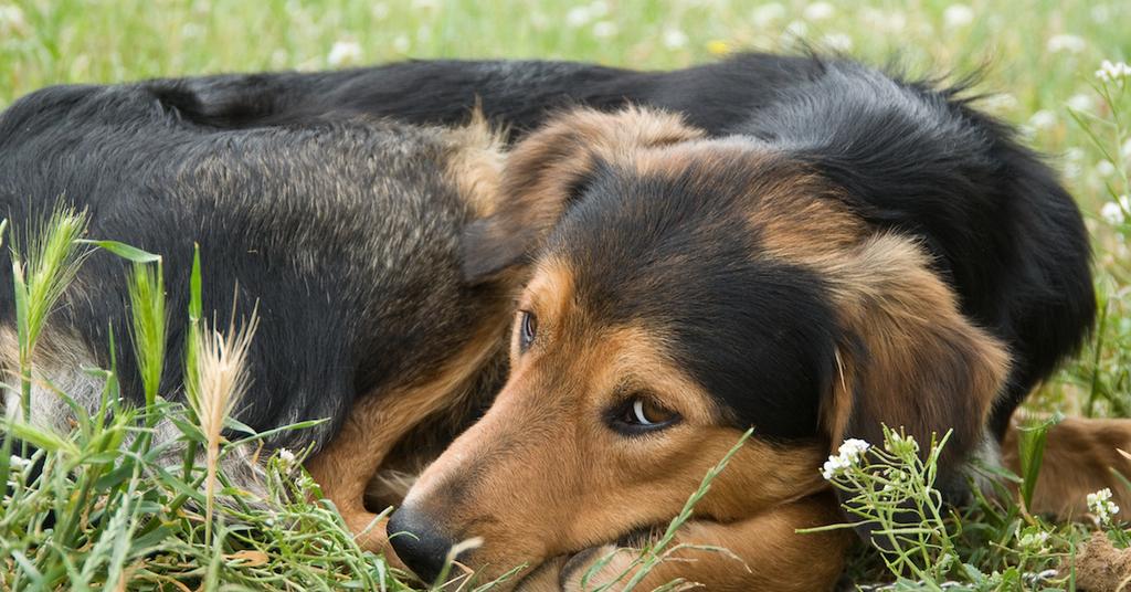Why Does My Dog Eat Grass? - Canine Anxiety Causing Grass Eating