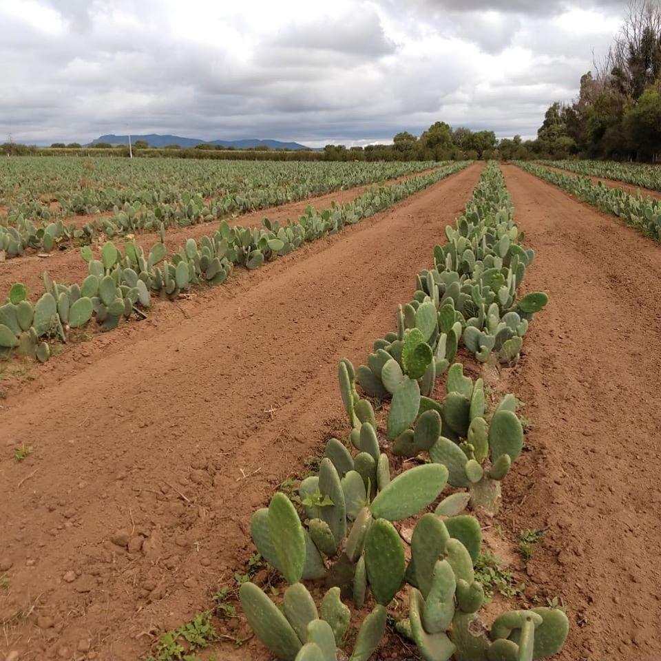 Desserto's Cactus Leather Is the Latest Eco-Friendly Fabric