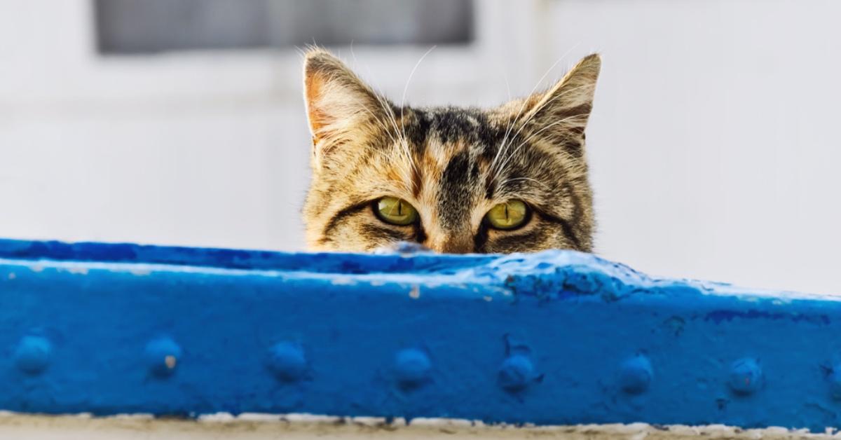 Cat peeking over the side of a ship