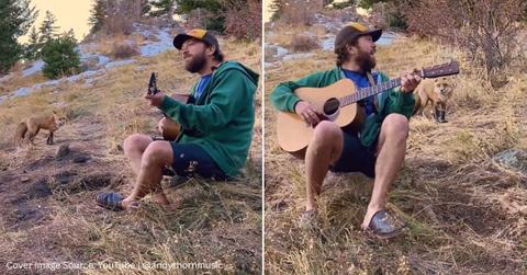 Screenshots of a wild fox listening to a man playing his banjo in the wild. (Cover Image Source: YouTube | @andythornmusic)