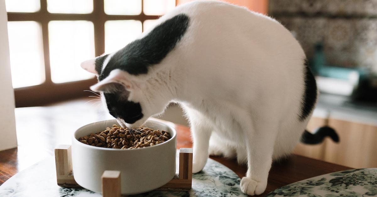 PFAS in Cat Food