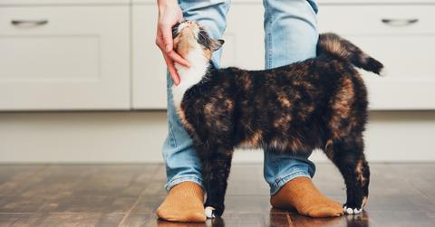 zero waste cat owner