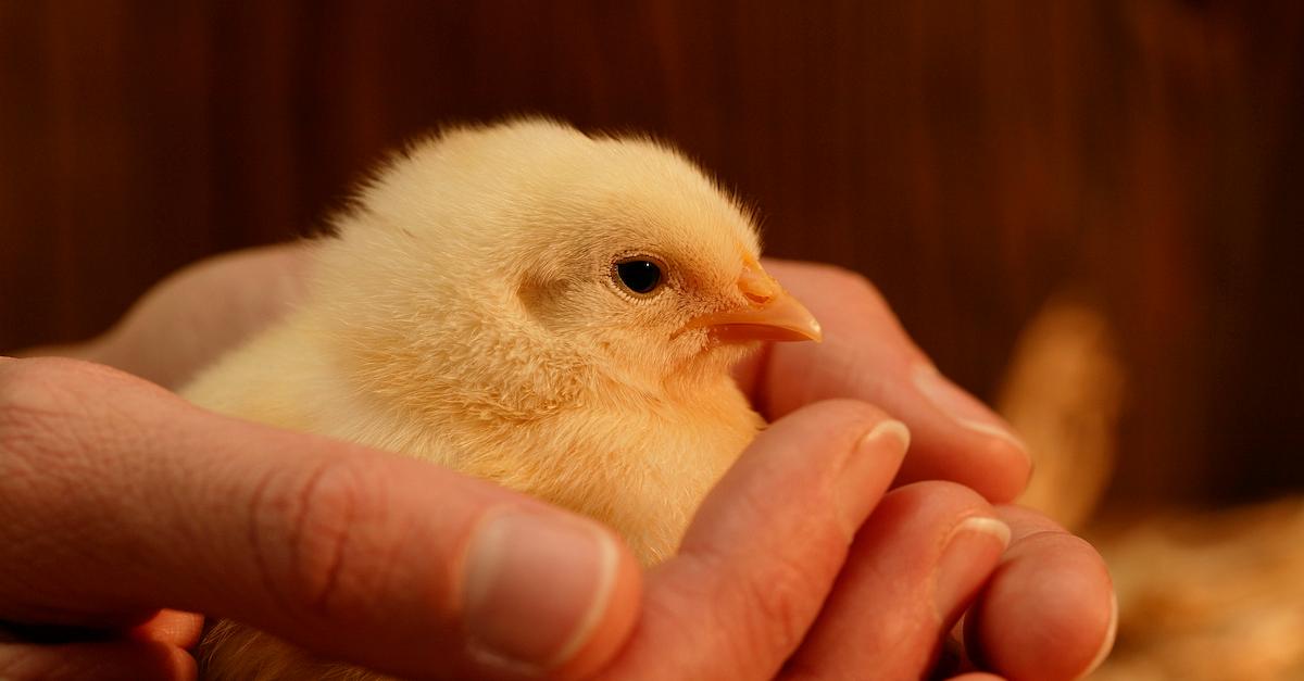 baby chick