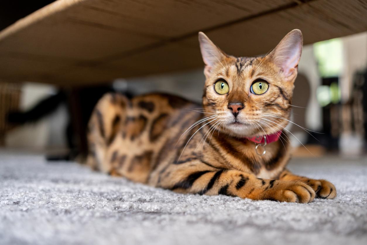 A collared bengal cat laying on a grey carpet.