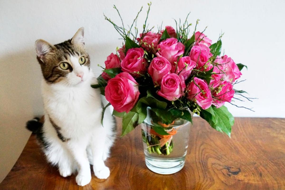 white and gray tabby cat with pink roses