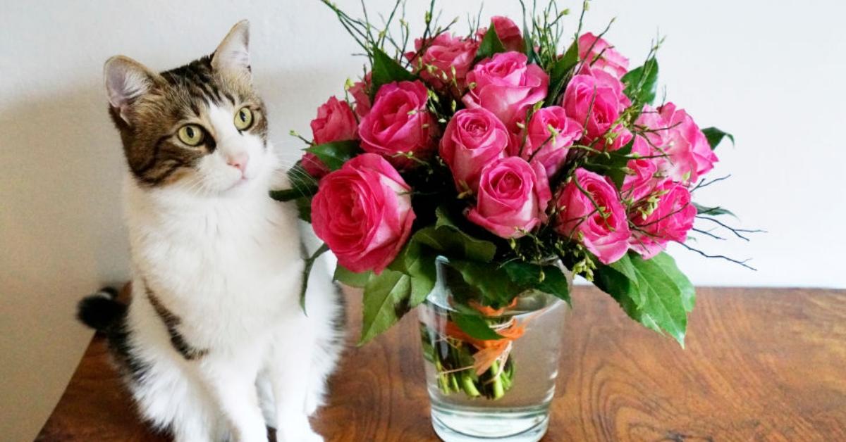 Are Roses Toxic to Cats and Dogs? What to Know