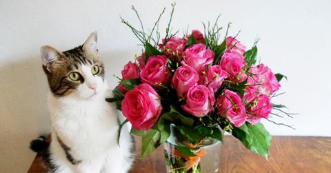 white and gray tabby cat with pink roses