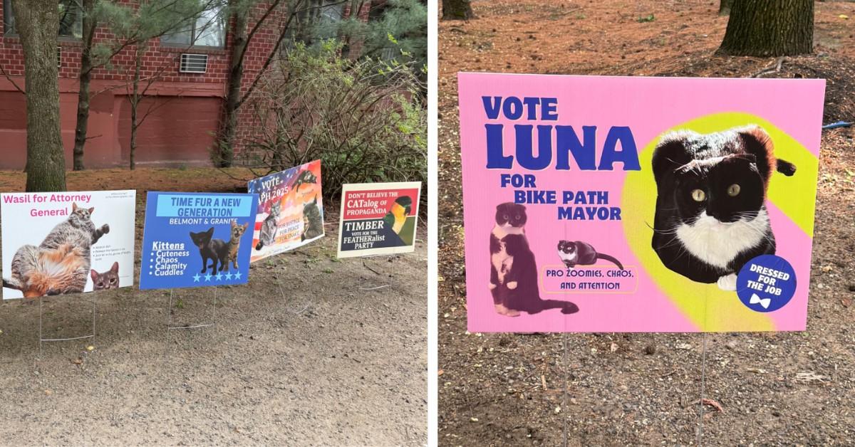 Signs for a new cat mayor appear along a bike path