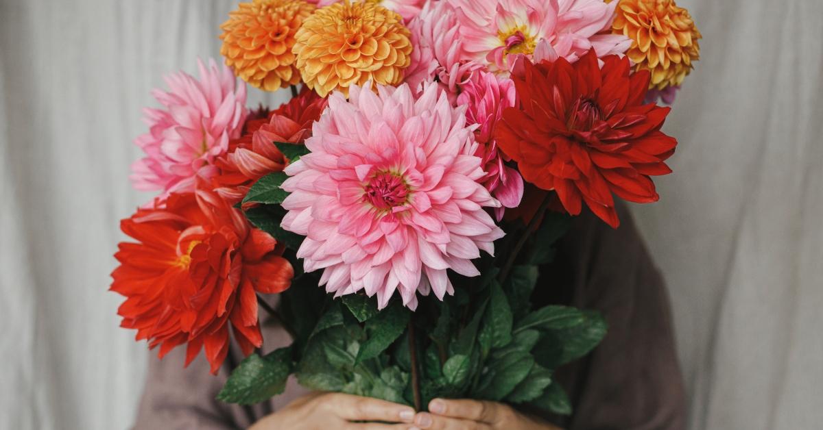 A bouquet of colorful dahlias.