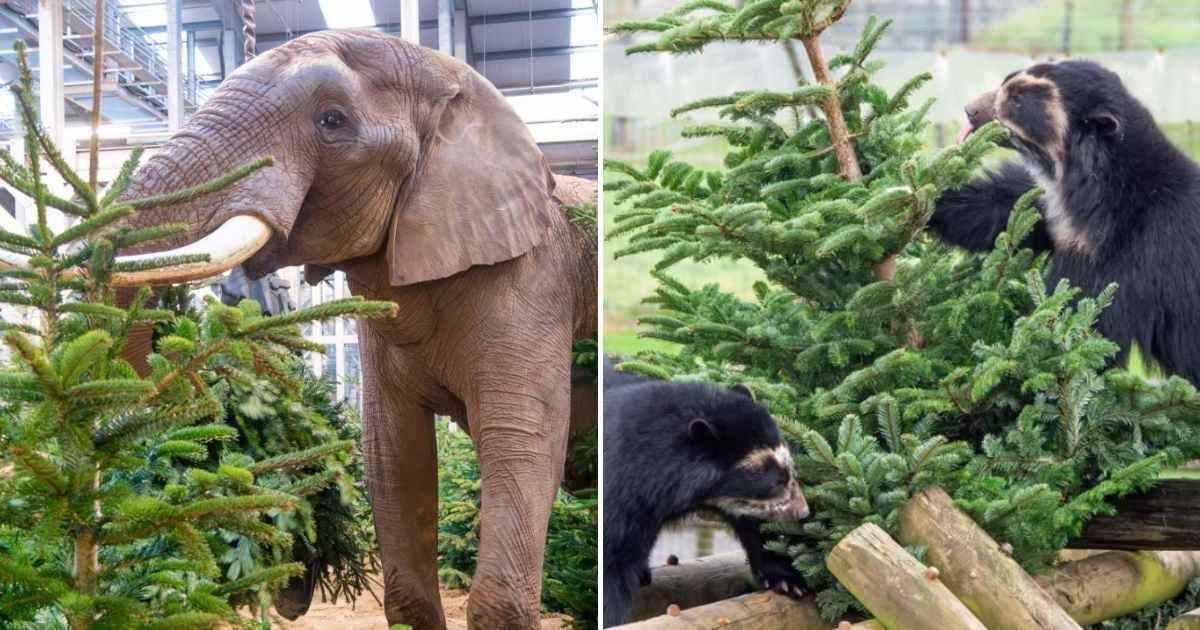 Elephants and bears at Noah's Ark Zoo Farm, Bristol, foraging on the discarded Christmas trees. (Cover Image Source: Instagram | @noahsarkzoobristol)