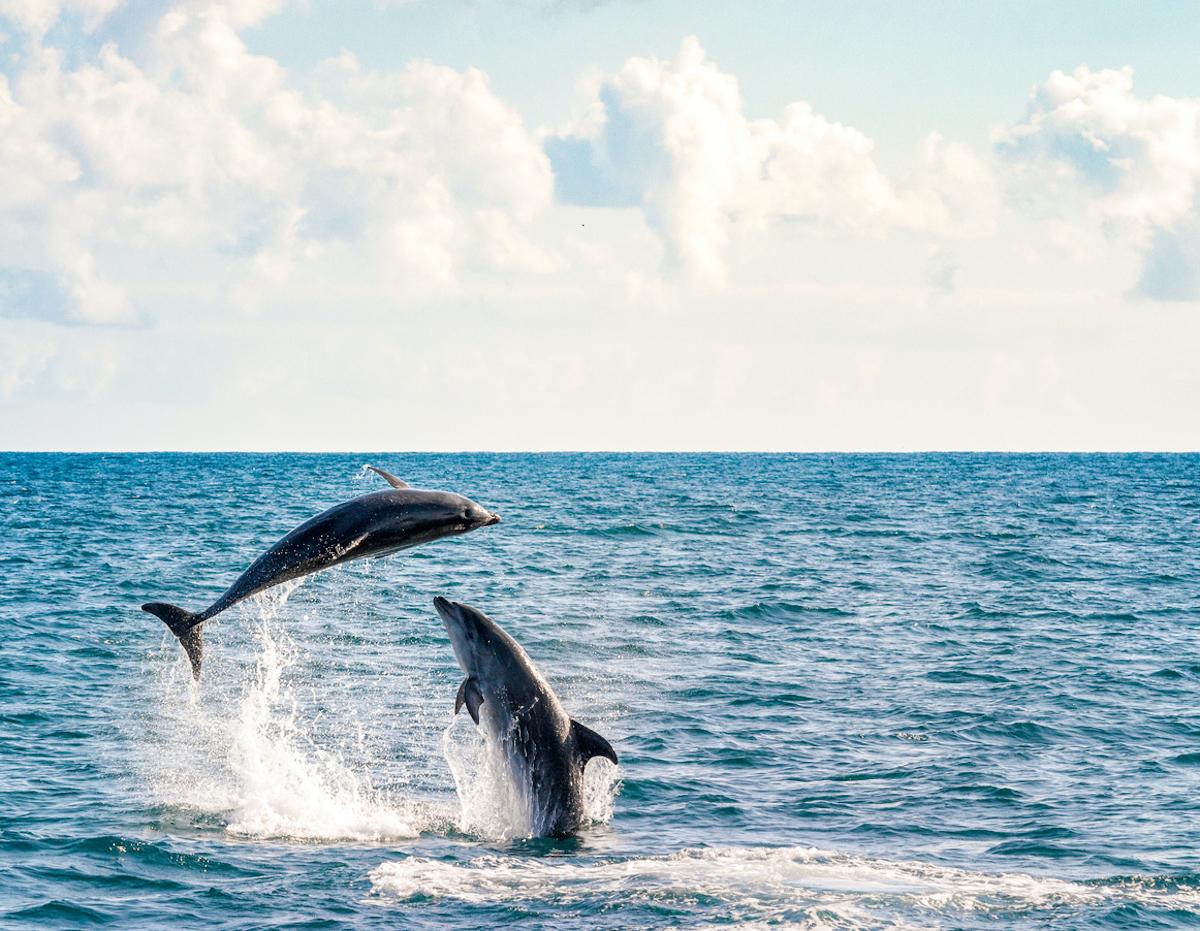 france marine parks