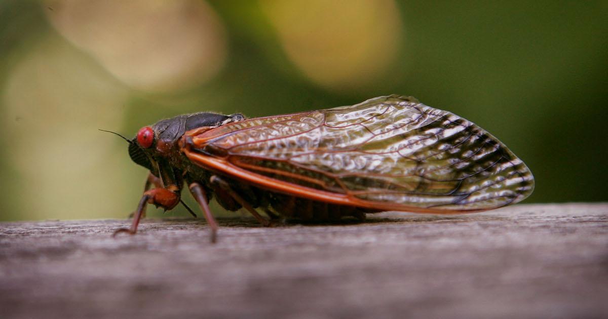 How to Prevent and Get Rid of Cicadas, Humanely