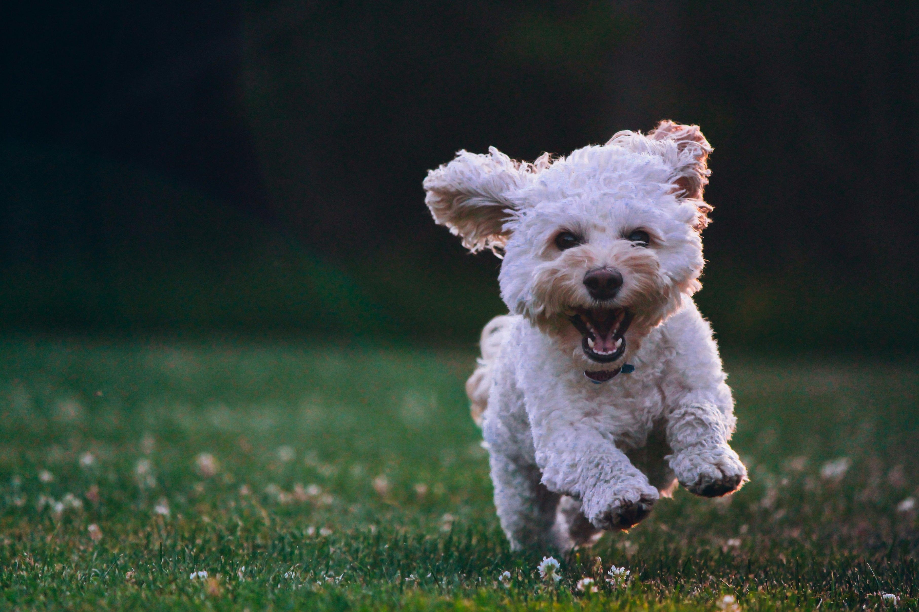 A smiling white dog runs through a grassy field.