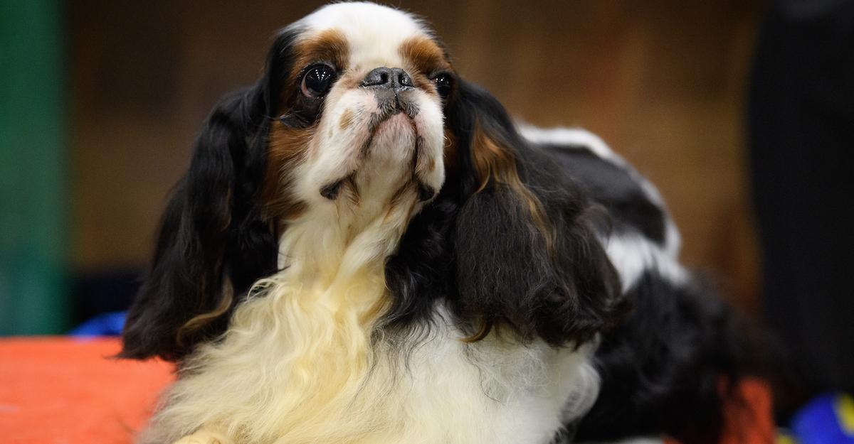 Which Dog Breeds Were Banned in Norway? What You Should Know