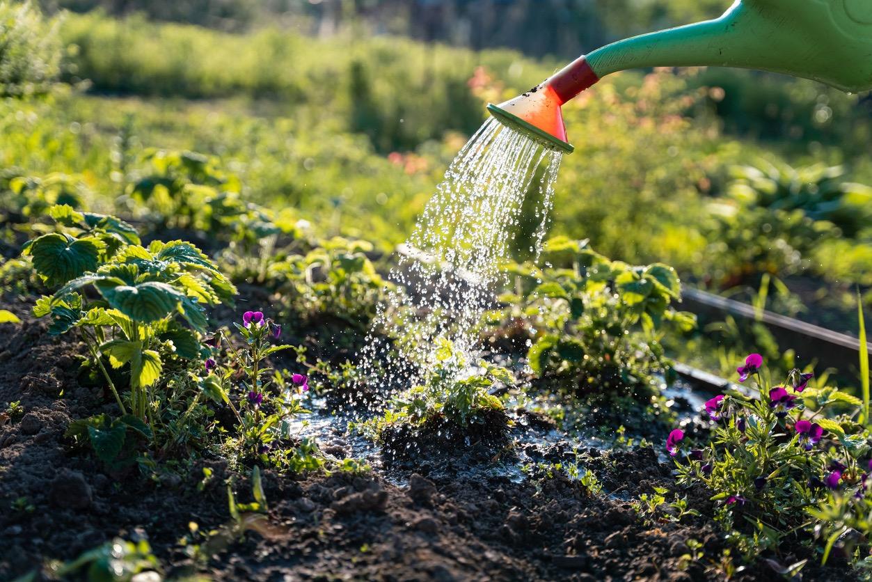 Person using a colorful watering can to water outdoor garden bed filled with green plans and small, purple flowers.