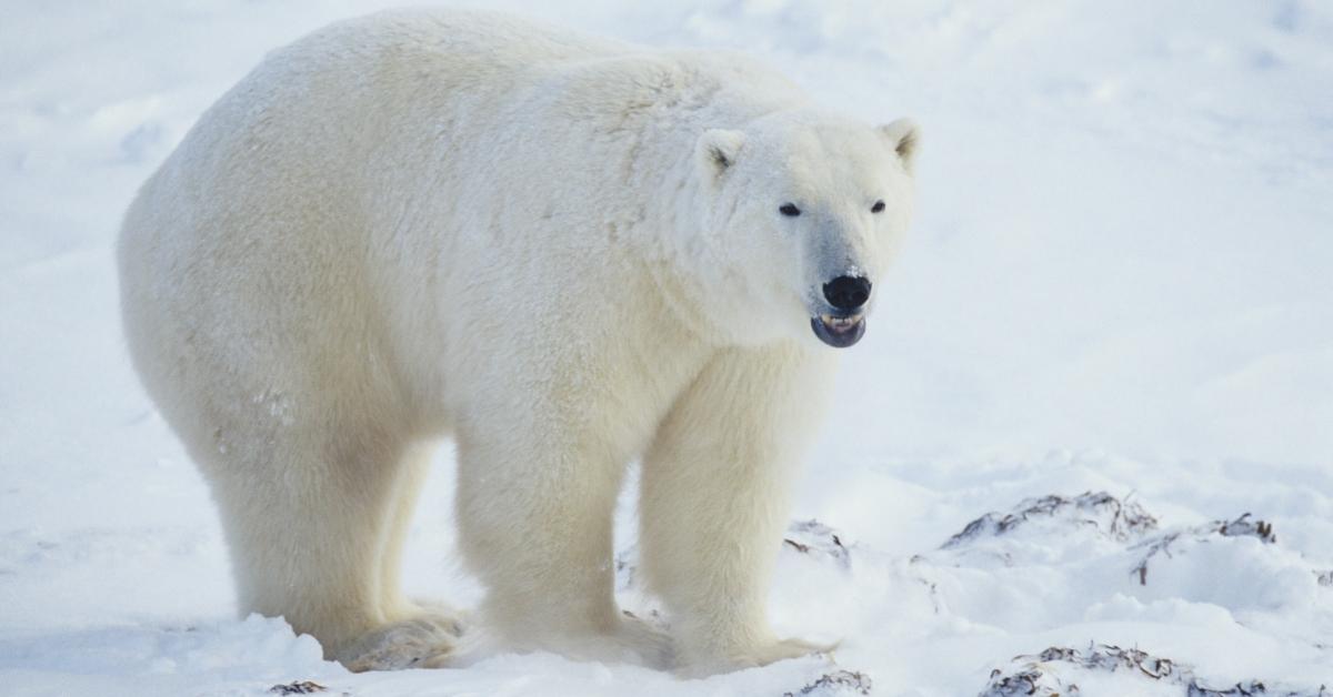 A polar bear. 