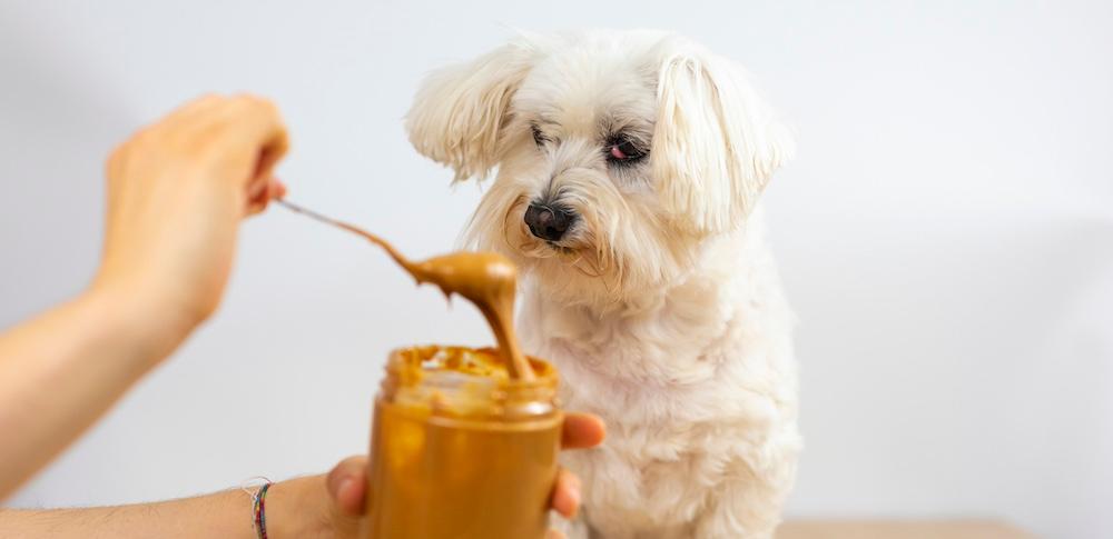 A small white dog being fed peanut butter from a jar.