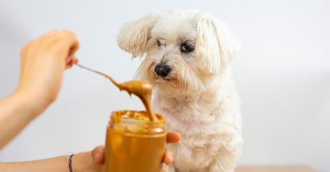 A small white dog being fed peanut butter from a jar.
