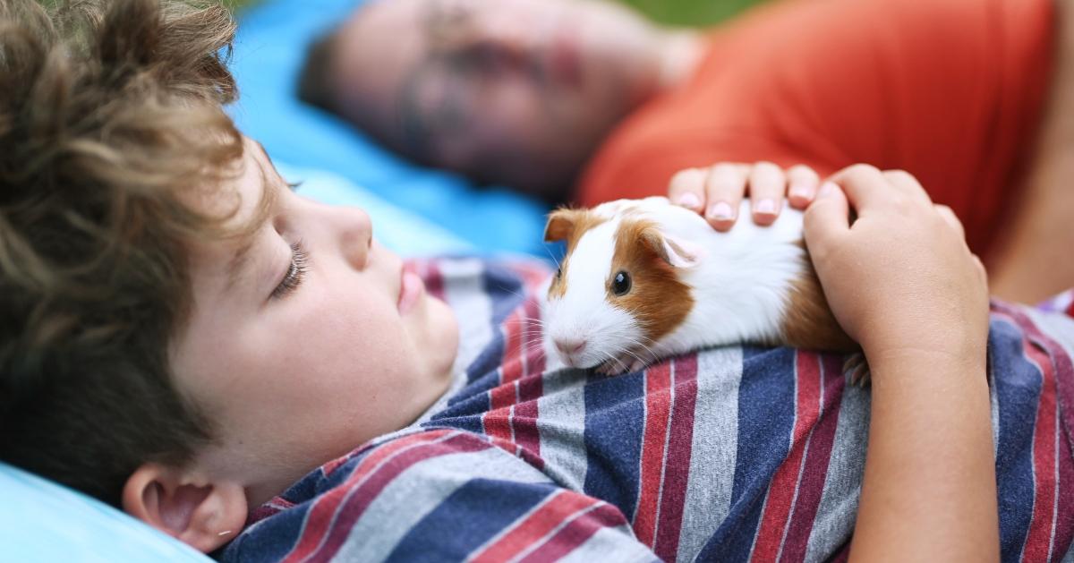 A boy laying with a guinea pig on his chest. 