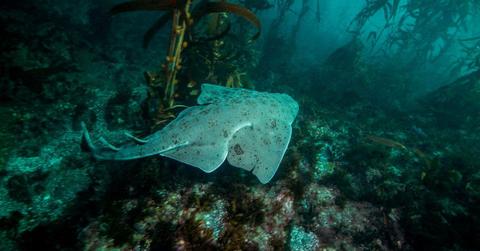 A representative image of an Angel Shark swimming in the ocean. (Cover Image Source: Getty Images | Gerard Soury)