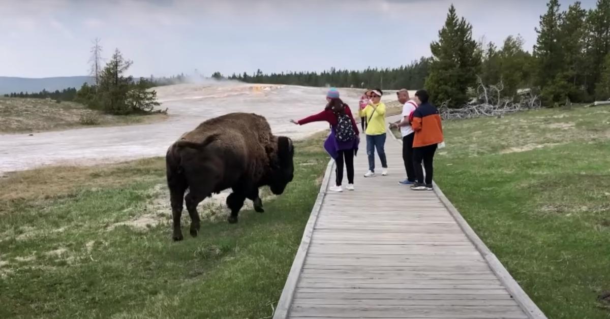 A woman tries to pet a bison at Yellowstone National Park.