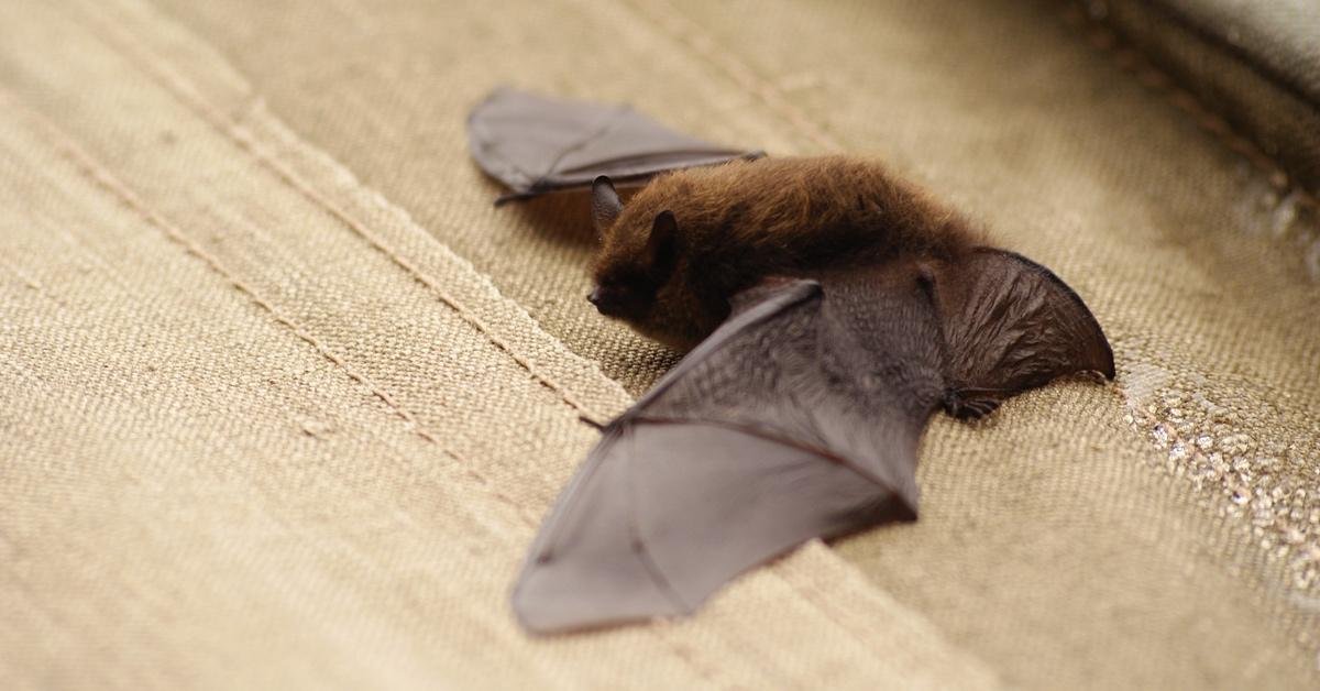 A whiskered bat resting on a piece of canvas. 