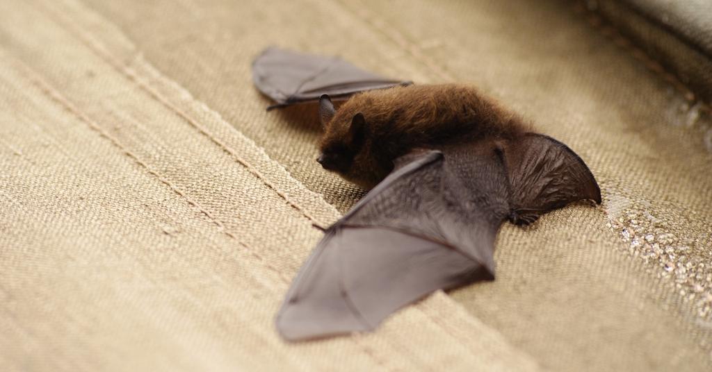 do bats migrate in winter        
        <figure class=