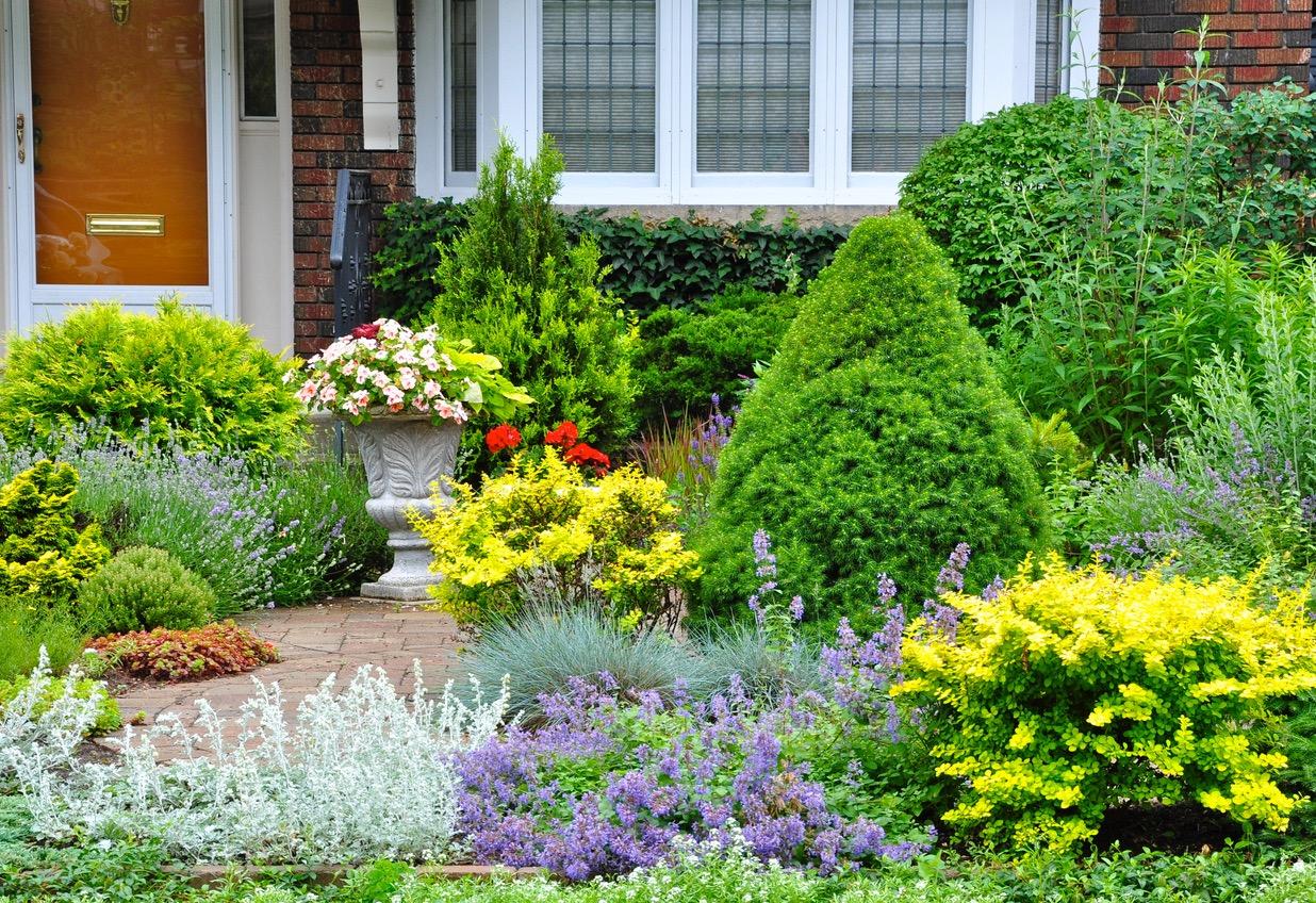 Front yard with a bunch of different plants and no grass