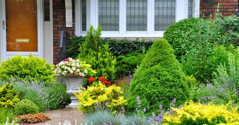 Front yard with a bunch of different plants and no grass