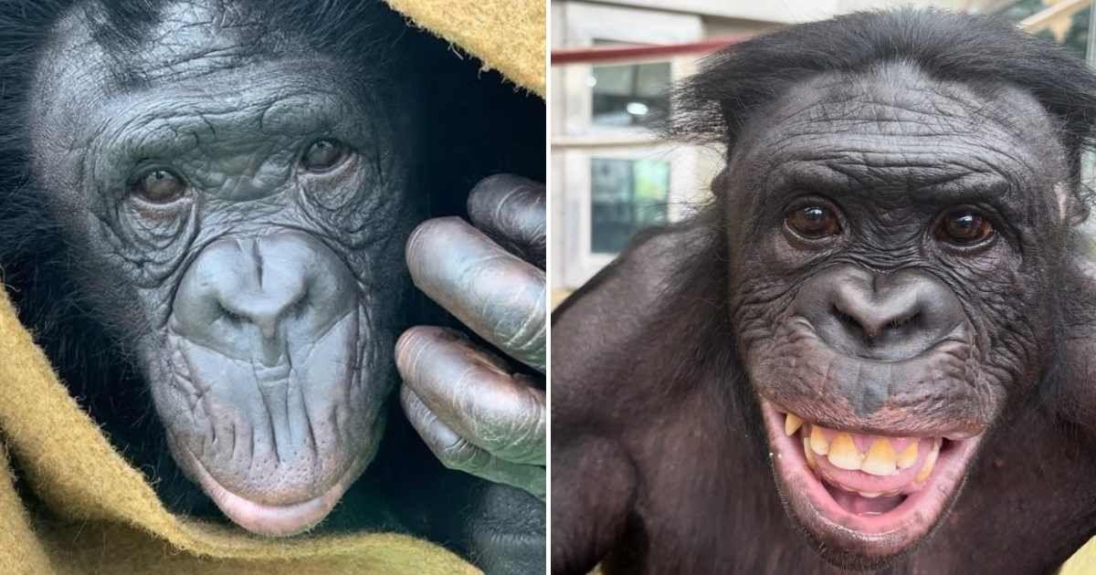 Kanzi, the bonobo. (Cover Image Source: Instagram | @ape_initiative)