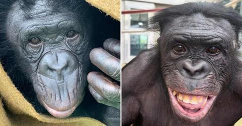 Kanzi, the bonobo. (Cover Image Source: Instagram | @ape_initiative)