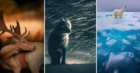 (L) Untitled photo of a grooming deer by Samuel Round, (C) Arctic Fox in Blizzard by Klaus Hellmich, (R) At The Edge by Wouter van Hofwegen (Cover Image Source: World Photography Organisation | Sony World Photography Awards)