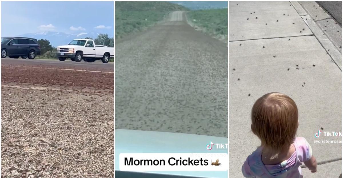 Mormon crickets invade U.S. states.