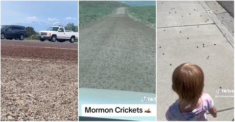 Mormon crickets invade U.S. states.