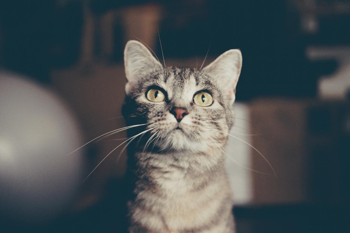 Grey tabby cat looks up.