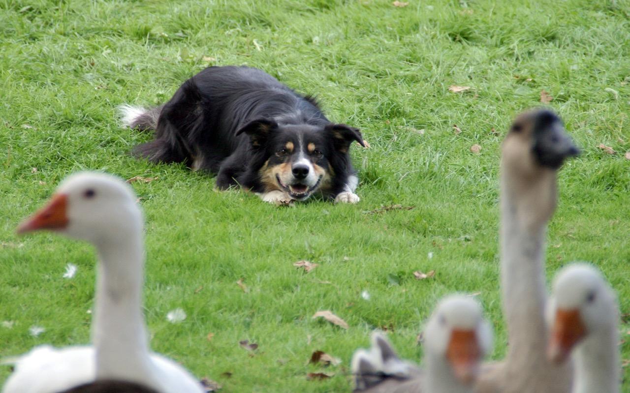 Dog in yard watching geese