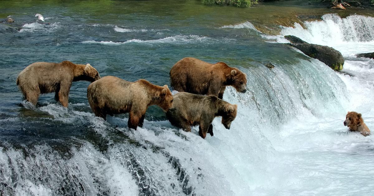 katmai bears