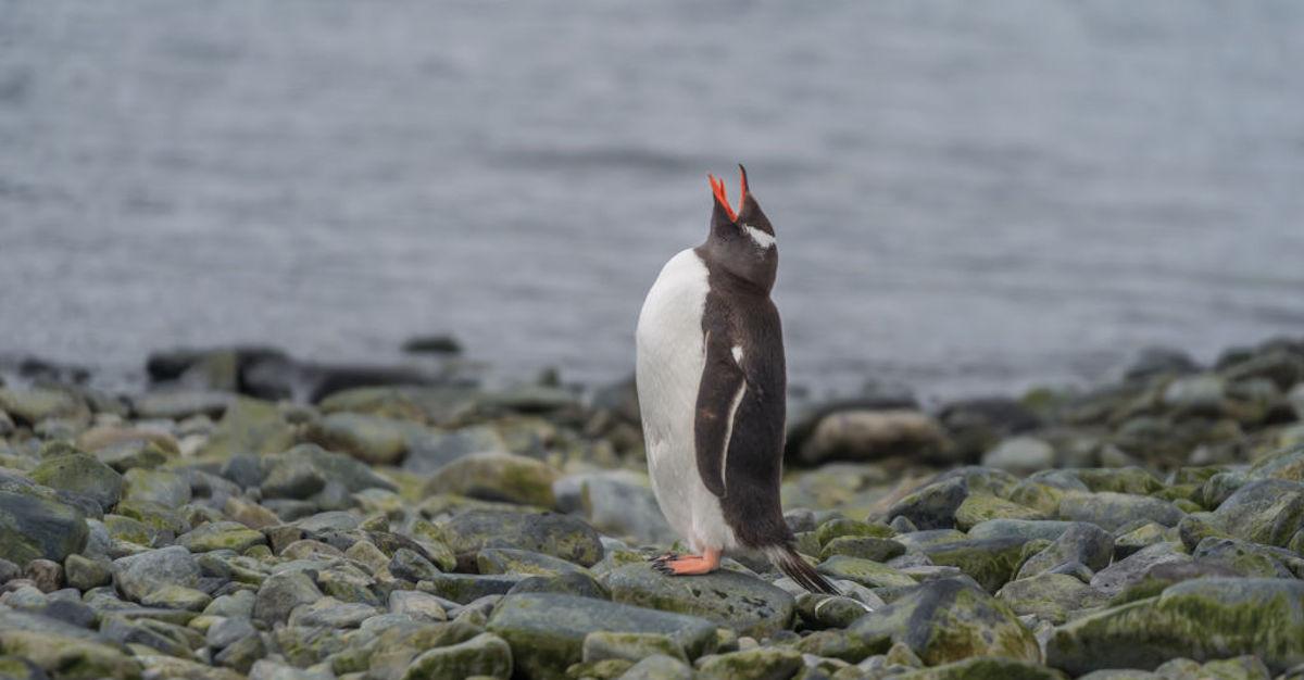 penguin