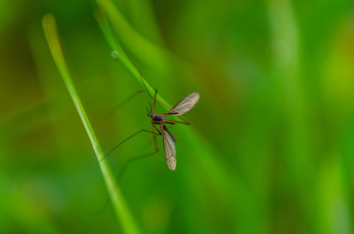 Crane Fly vs. Mosquito: Do They Have Much in Common?