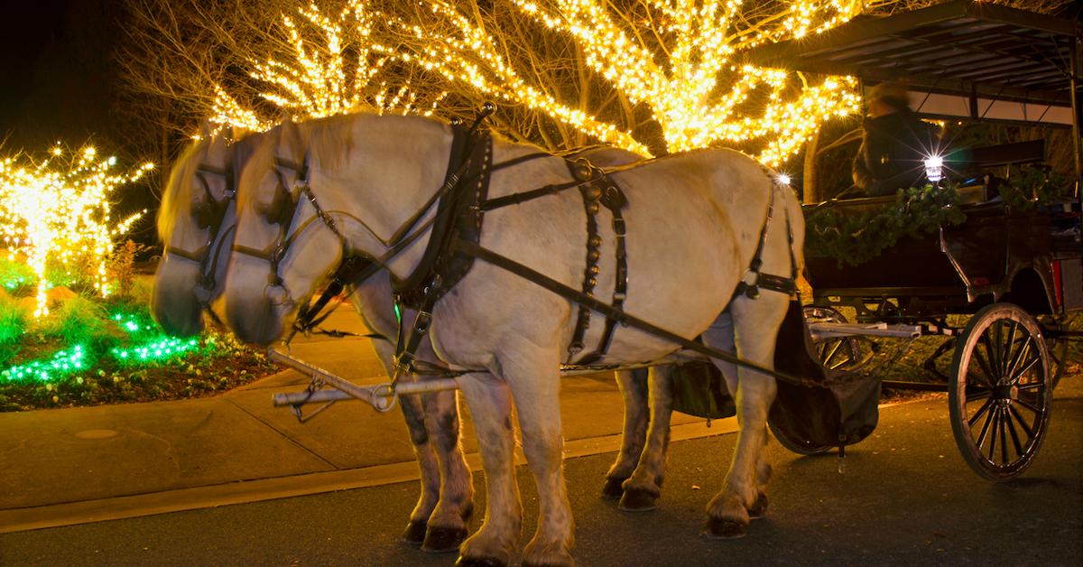 Chicago Bans Horse-Drawn Carriages Starting in 2021 - The New York