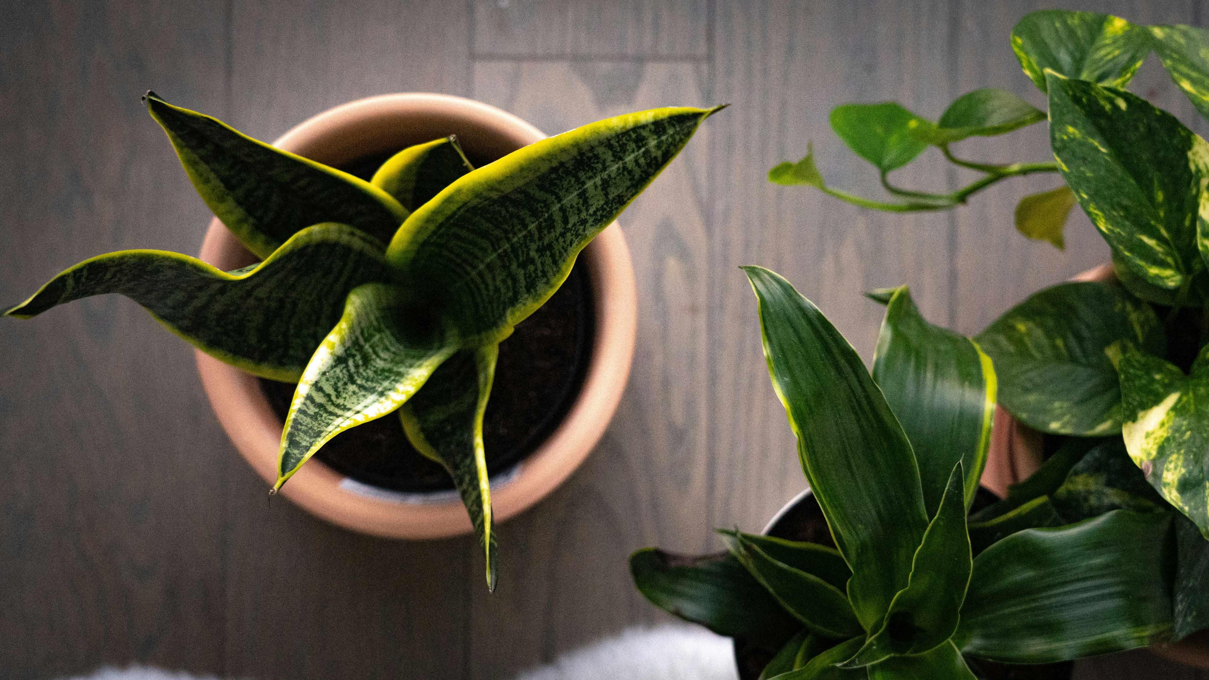 A snake plant sitting atop a wooden floor is pictured from above.
