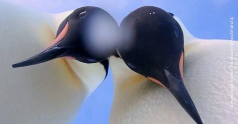 Two cool emperor penguins in Antarctica snap a selfie (Cover Image Source: Facebook | @AusAntarctic)