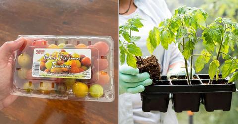 (L) Trader Joe's heirloom tomatoes. (Cover Image Source: Reddit | u/GoblinStoleMyHouse) | (R) A person holding newly sprouted tomato plants. (Representative Cover Image Source: Freepik)
