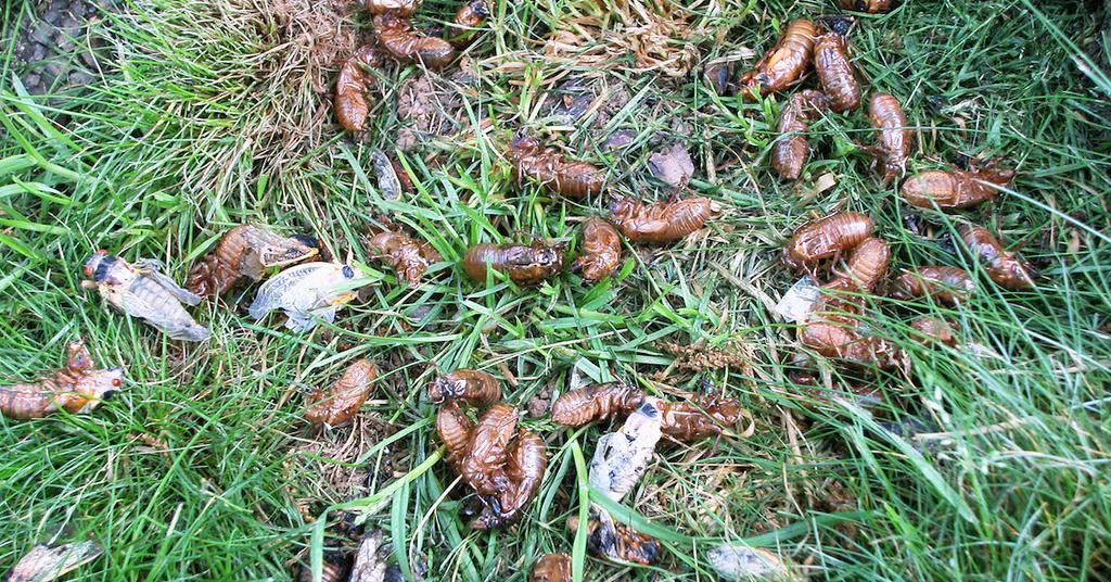 Can Cicadas Hurt Dogs? Here's What You Should Know About Their Return