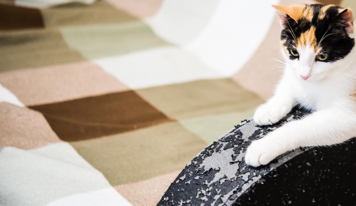 A white, black, and orange cat scratching on leather furniture. 