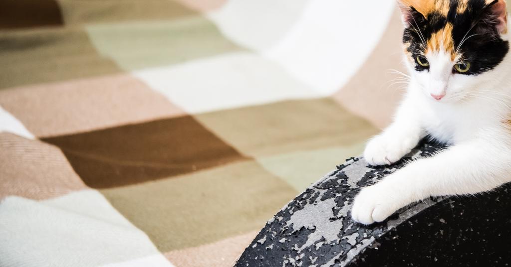 How Do You Stop Cats From Scratching Furniture?
