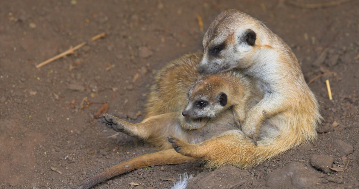 Cuddling meerkats