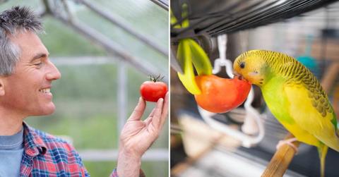 (L) A man with a tomato in his hand; (R) A parrot eating a sliced tomato. (Representative Cover Image Source: Getty Images | (L) Dougal Waters; (R) CBCK-Christine)